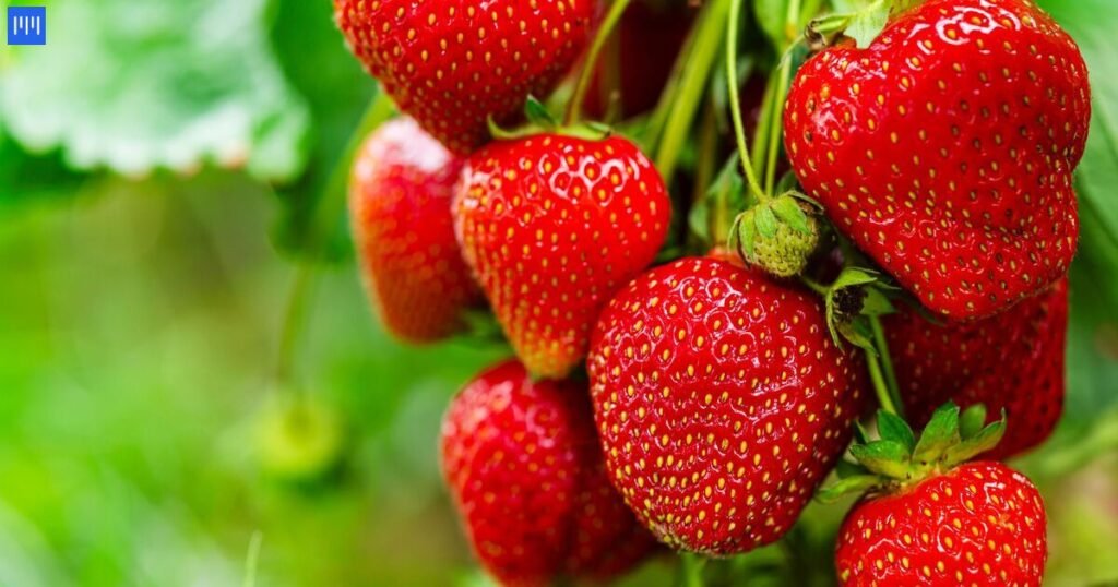 Small Strawberry